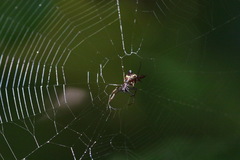 Micrathena sexspinosa