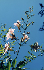 Podranea ricasoliana