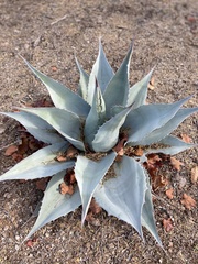 Agave ovatifolia