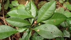 Ardisia chinensis