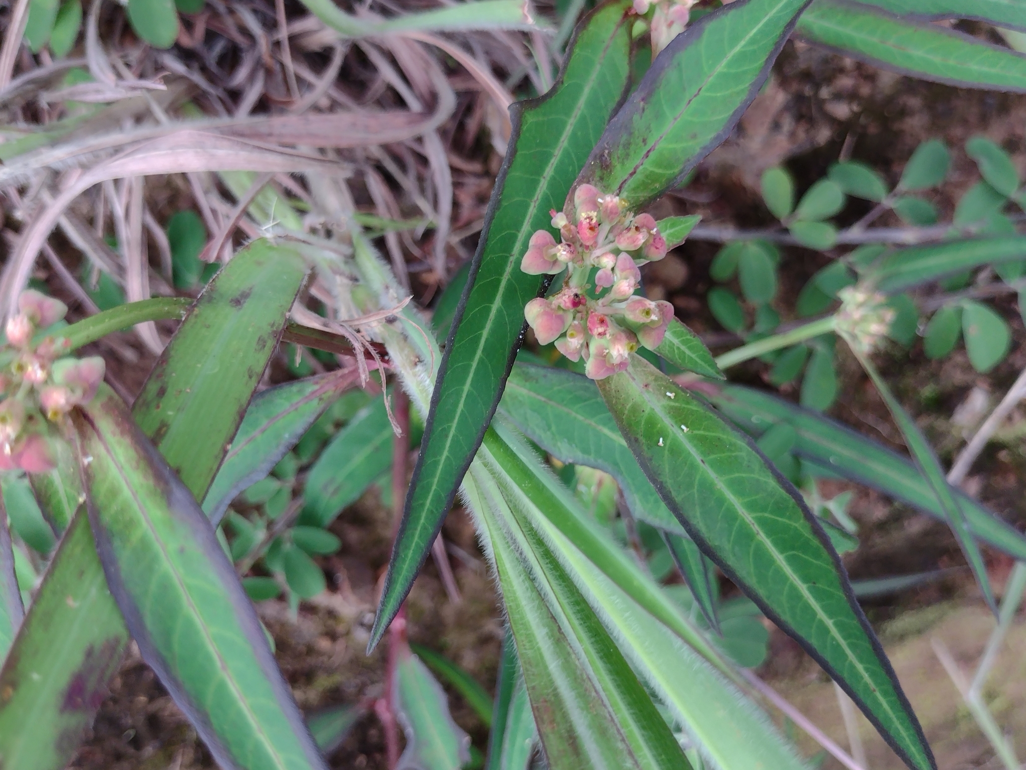 Euphorbia heterophylla