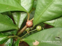 Ardisia chinensis