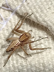 Oxyopes kraepelinorum