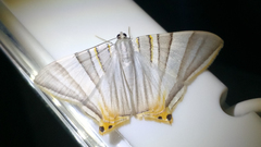 Phrygionis platinata