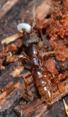 Stigmatomma oregonense