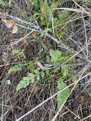 Horkelia cuneata puberula