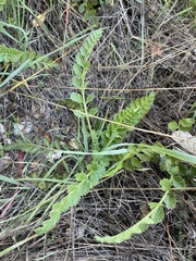 Horkelia cuneata puberula