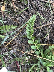 Horkelia cuneata puberula