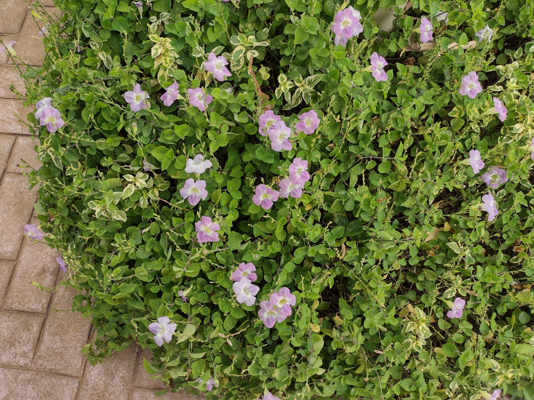 Asystasia gangetica