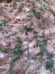 Cucurbita cordata