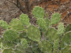 Opuntia quitensis