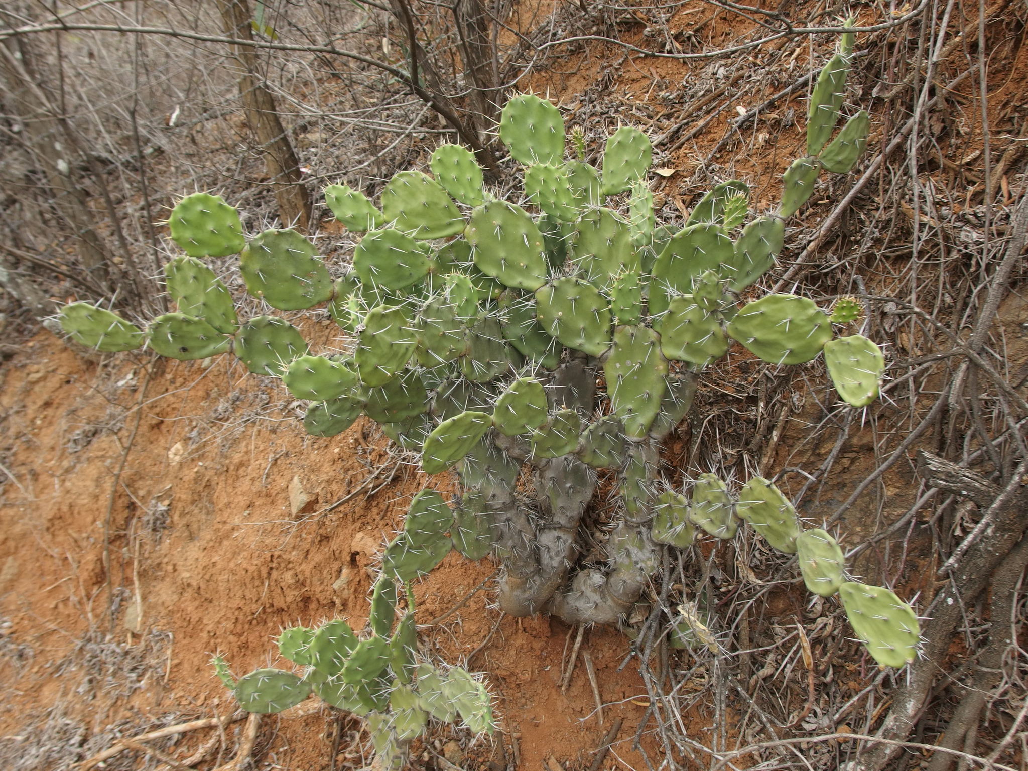 Opuntia quitensis image