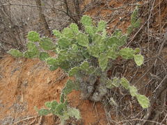 Opuntia quitensis