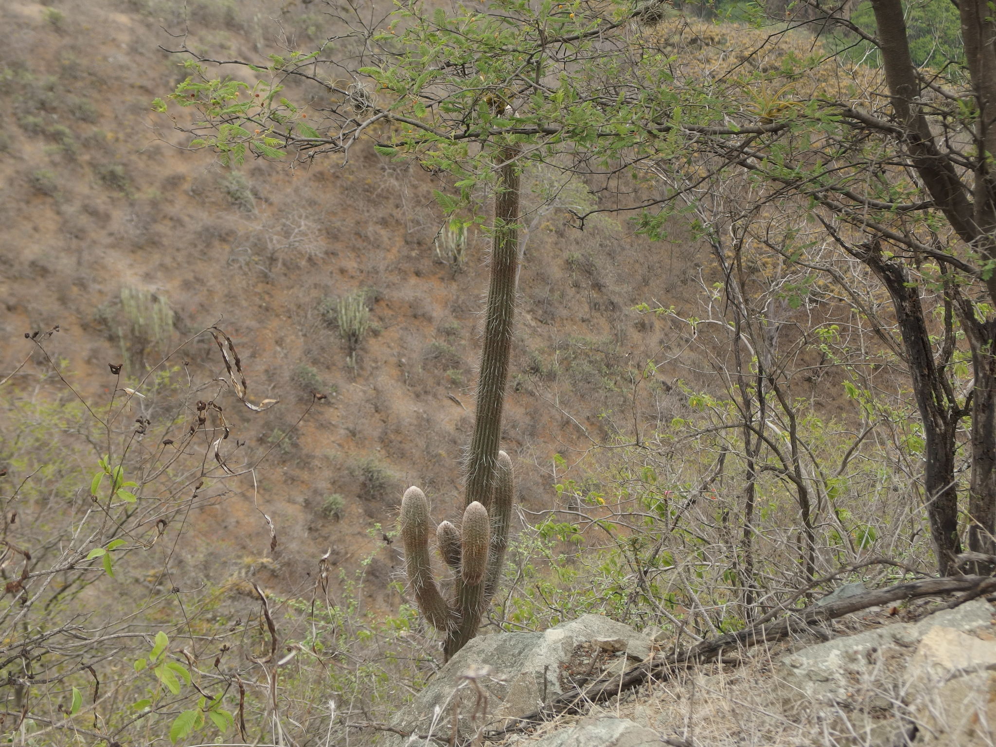 Espostoa lanata image