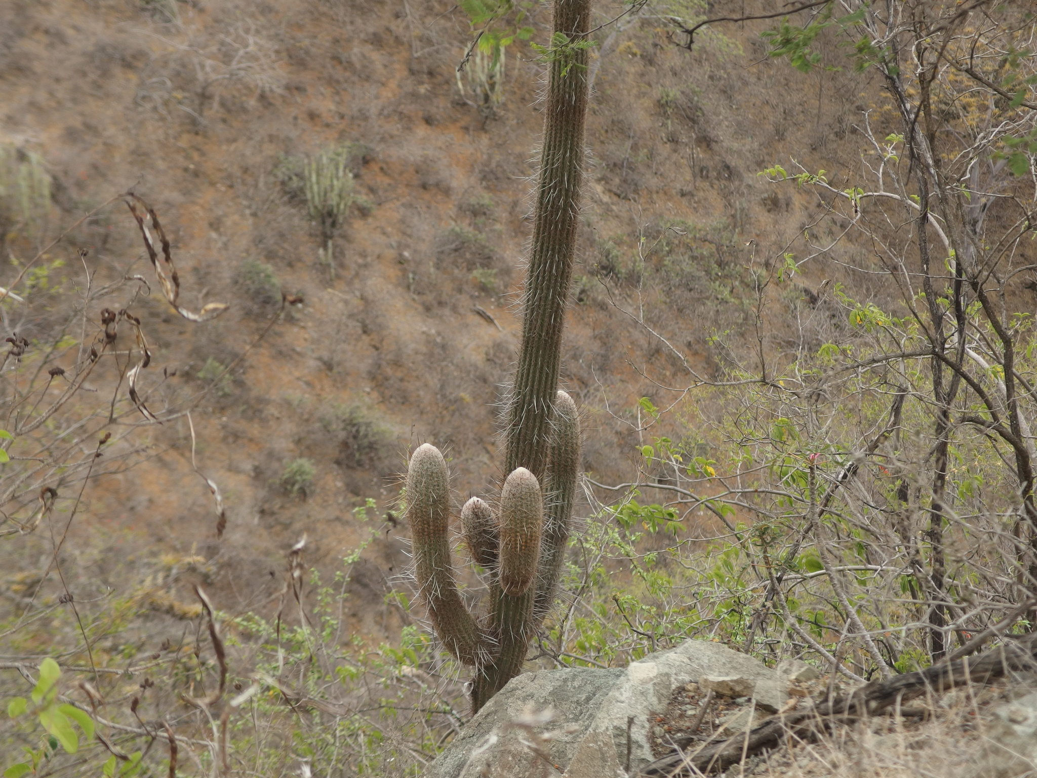Imagem de Cabelo de velho
