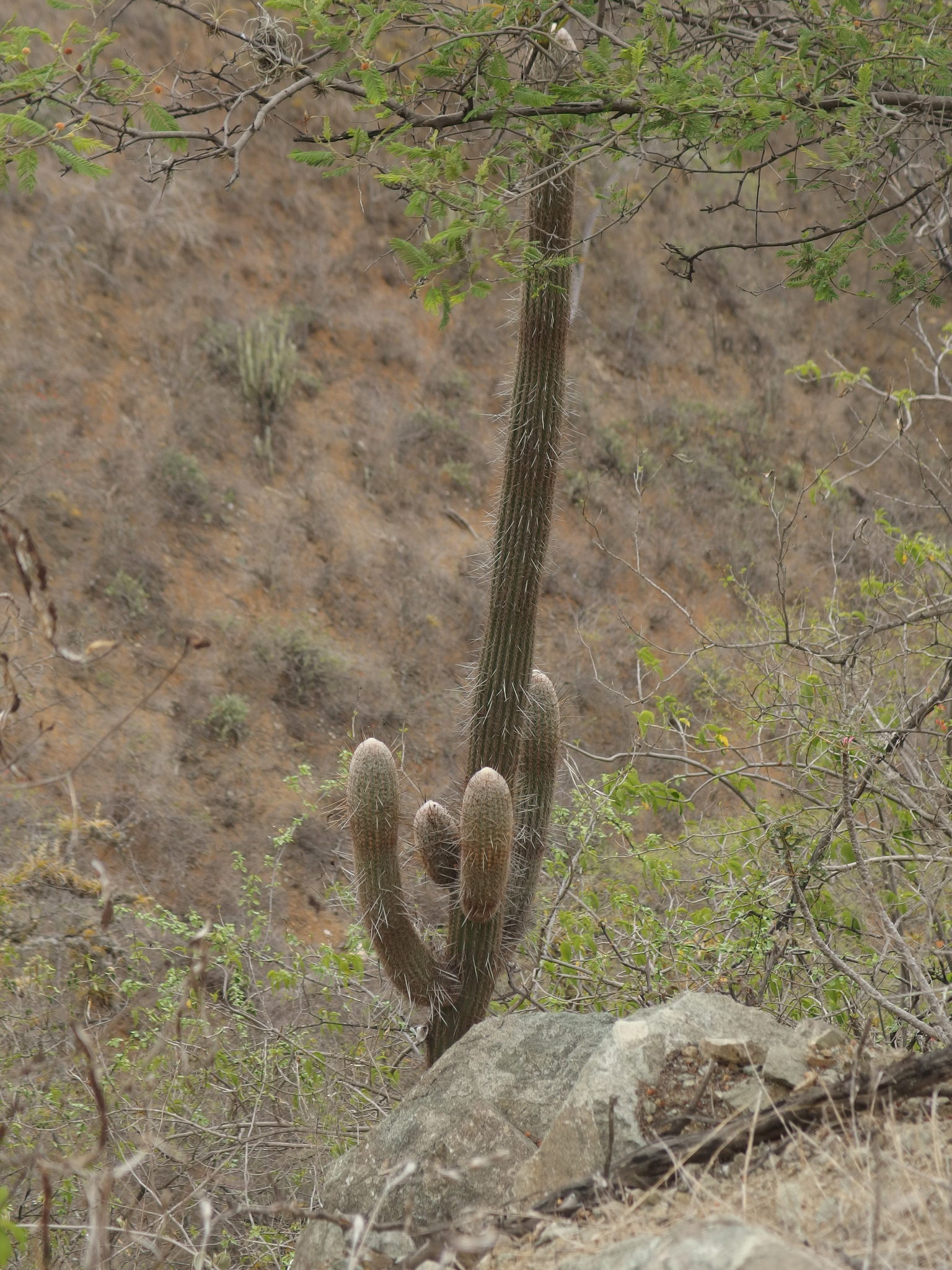 Espostoa image