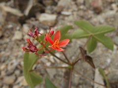 Jatropha nudicaulis image