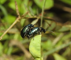 Coleoptera