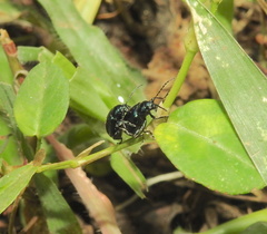 Coleoptera