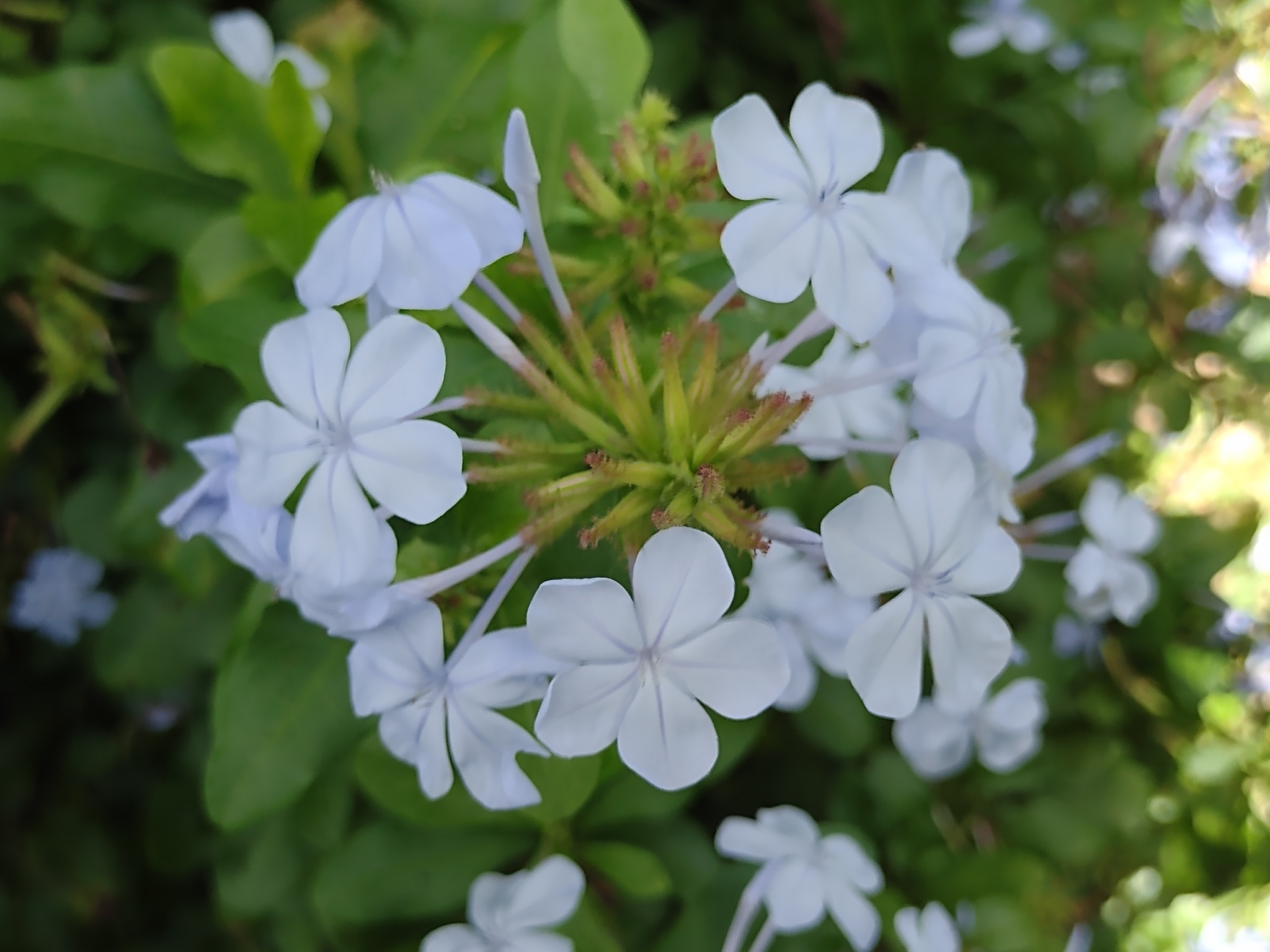 Plumbago auriculata