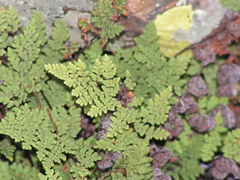 Oeosporangium