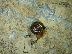 Oxychilinae