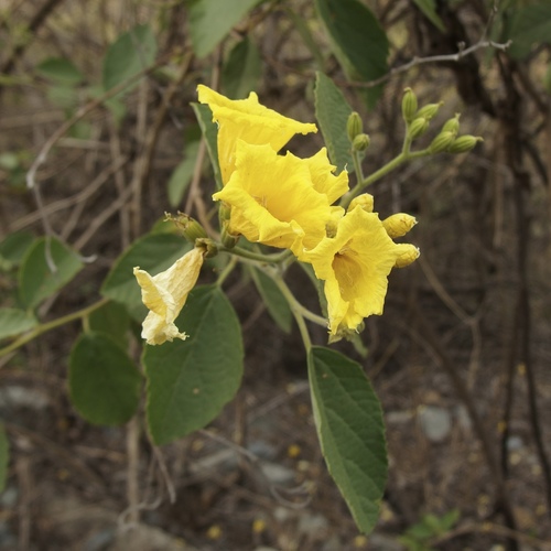 Cordia lutea image