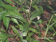 Ardisia crispa