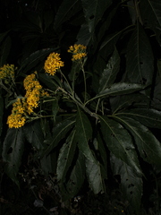 Verbesina oerstediana