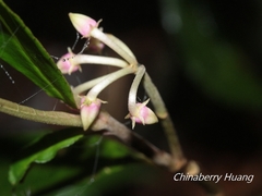 Ardisia crispa