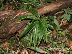 Ardisia crispa