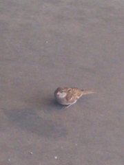 Passer domesticus