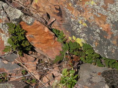 Oeosporangium