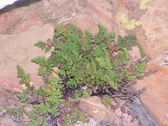 Oeosporangium