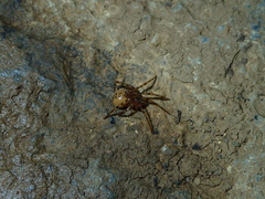 Nesticidae