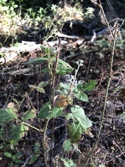 Rubus ursinus macropetalus