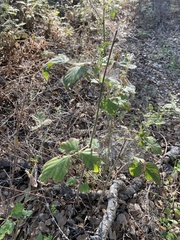 Rubus ursinus ursinus