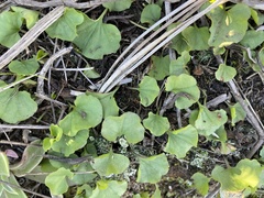 Dichondra occidentalis