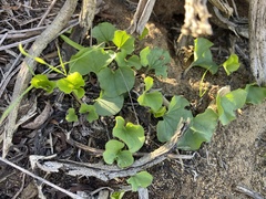 Dichondra occidentalis