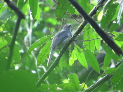 Lipaugus vociferans
