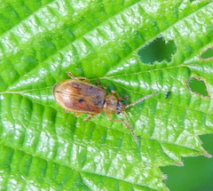 Galerucella tenella