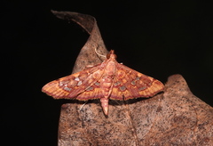 Ischnurges gratiosalis