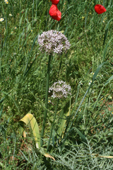 Allium nigrum image