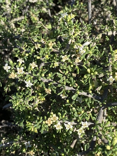 California desert-thorn (Lycium californicum)