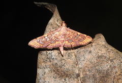 Ischnurges gratiosalis