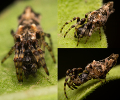 Cyclosa serena