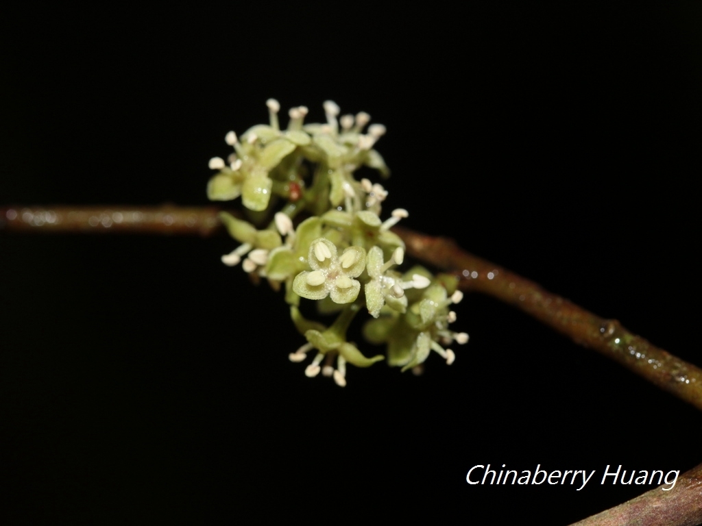 Twig-hanging Embelia