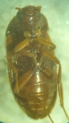 Mycetophagus flexuosus