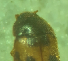 Mycetophagus flexuosus