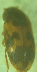 Mycetophagus flexuosus